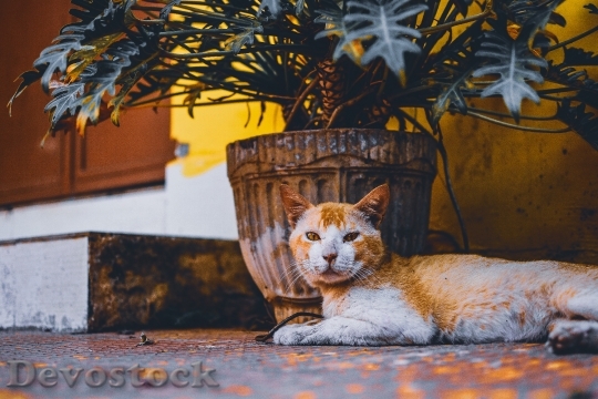 Devostock Cute cat UHD  (776)