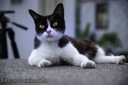 Devostock Cute cat UHD  (777).jpeg