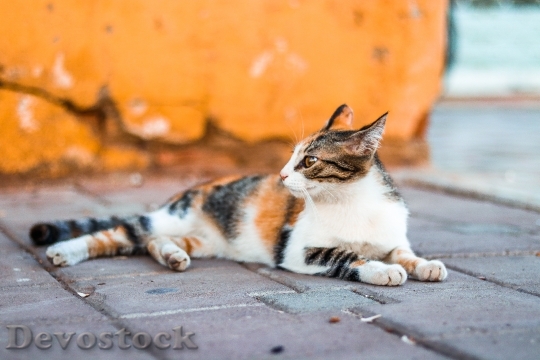 Devostock Cute cat UHD  (778).jpeg