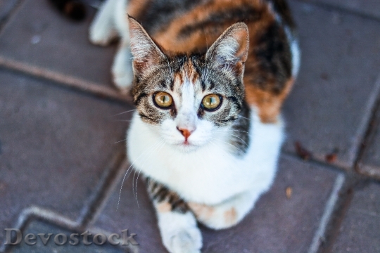 Devostock Cute cat UHD  (779).jpeg