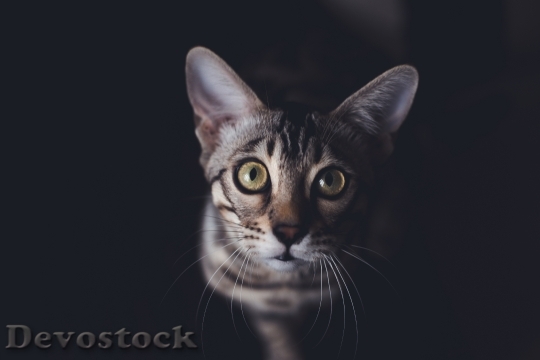 Devostock Cute cat UHD  (784).jpeg