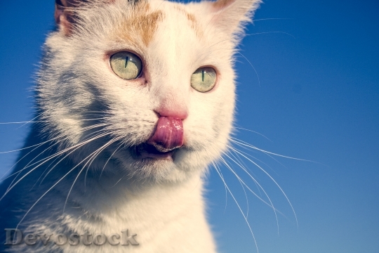 Devostock Cute cat UHD  (801).jpeg