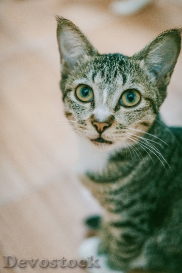 Devostock Cute cat UHD  (860)