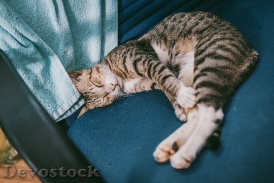 Devostock Cute cat UHD  (863)