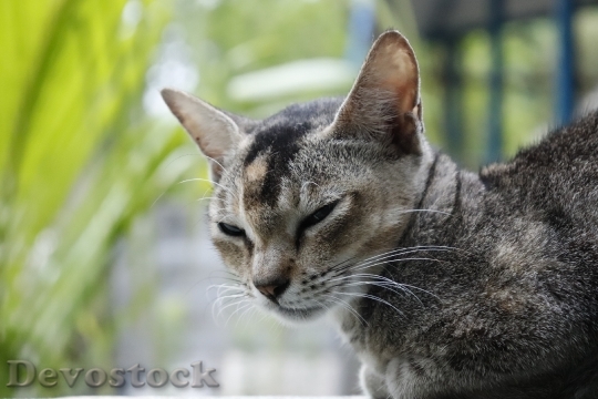 Devostock Cute cat UHD  (875).jpeg