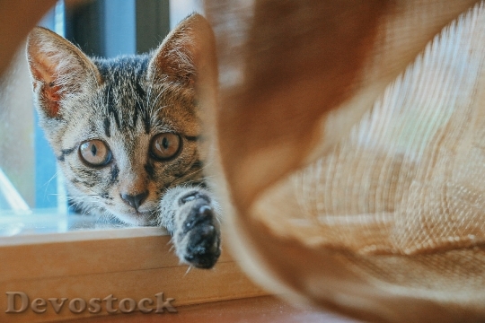 Devostock Cute cat UHD  (92).jpeg