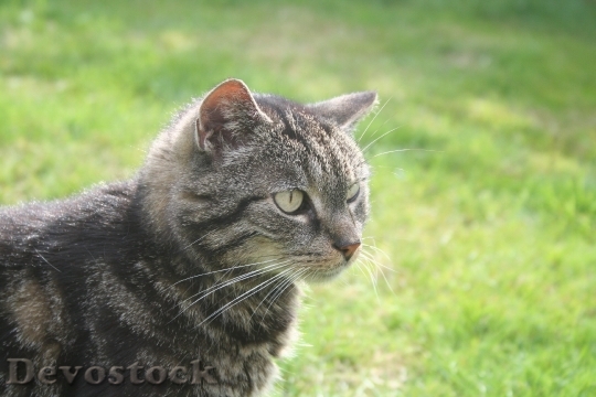 Devostock Cute cat UHD  (95).jpeg