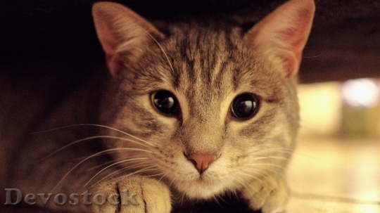 Devostock Cute cat with black eyes