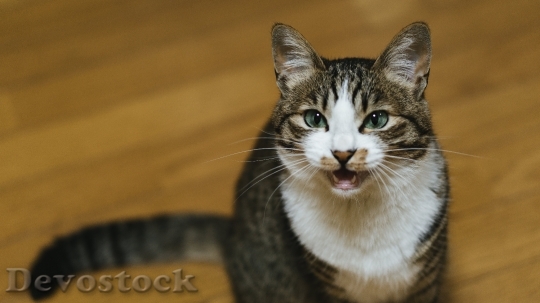 Devostock Cute funny cat -face expression  (39)