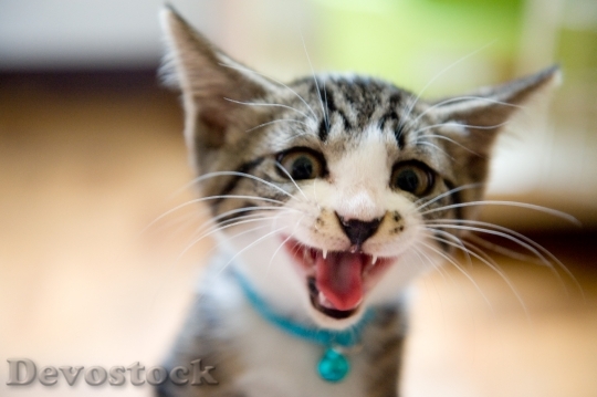 Devostock Cute funny cat -face expression  (5)