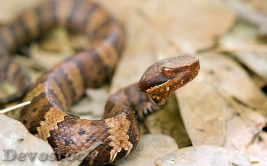 Devostock Dangerous colored snake  (10)