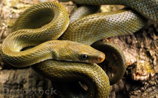 Devostock Dangerous colored snake  (12)
