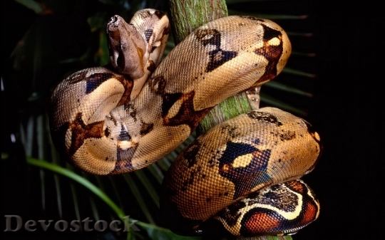 Devostock Dangerous colored snake  (14)