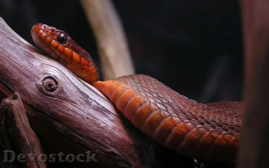 Devostock Dangerous colored snake  (15)