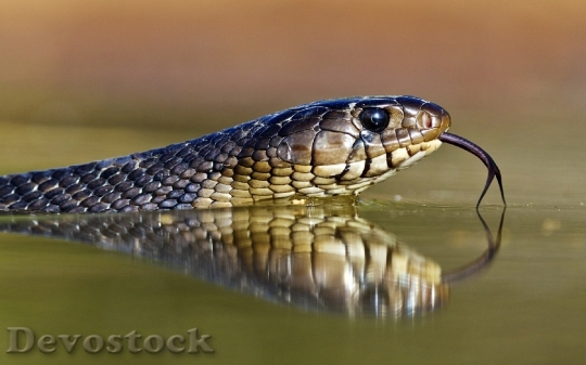 Devostock Dangerous colored snake  (19)