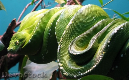 Devostock Dangerous colored snake  (2)