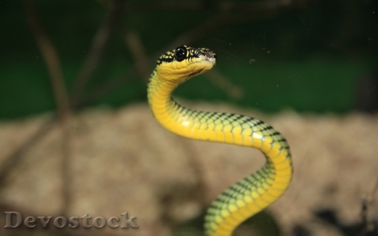 Devostock Dangerous colored snake  (4)