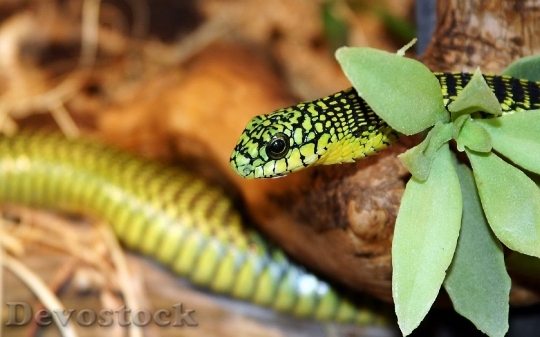 Devostock Dangerous colored snake  (6)
