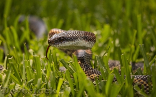 Devostock Dangerous colored snake  (8)