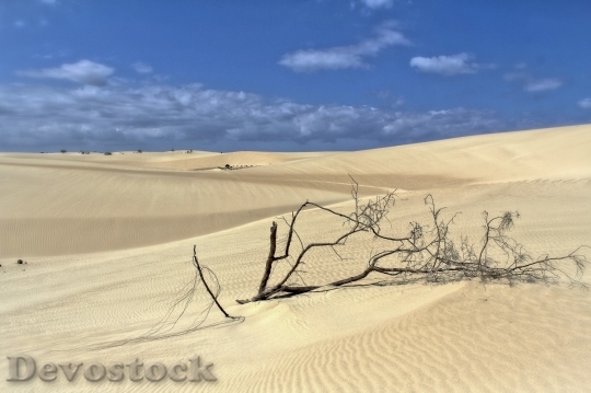 Devostock Desert beautiful image  (103)