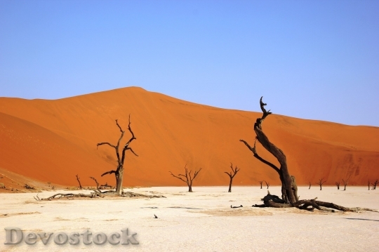 Devostock Desert beautiful image  (135)