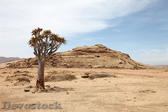 Devostock Desert beautiful image  (184)