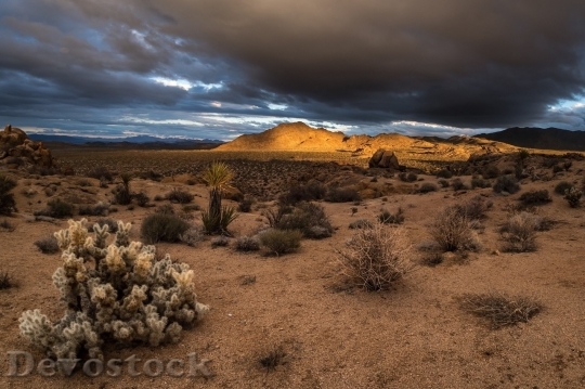 Devostock Desert beautiful image  (204)