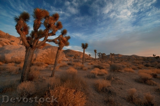 Devostock Desert beautiful image  (251)