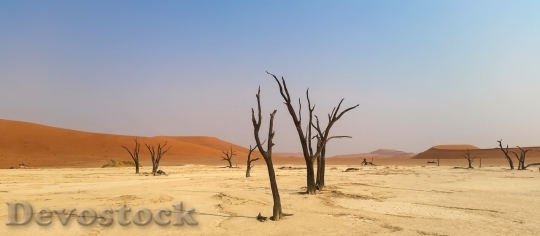 Devostock Desert beautiful image  (280)