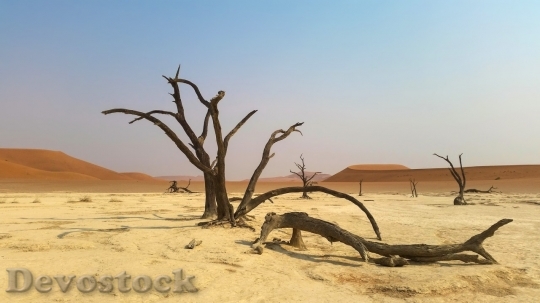 Devostock Desert beautiful image  (281)