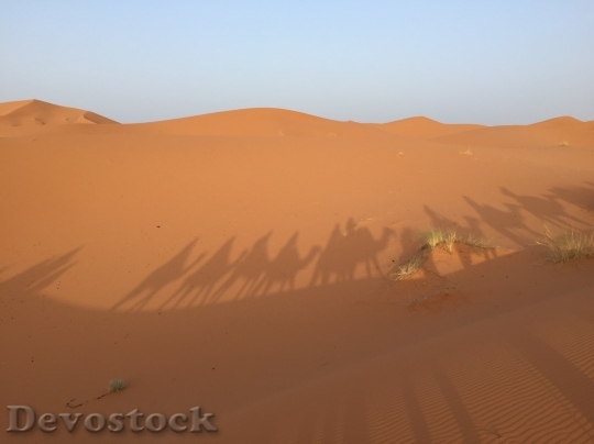 Devostock Desert beautiful image  (330)