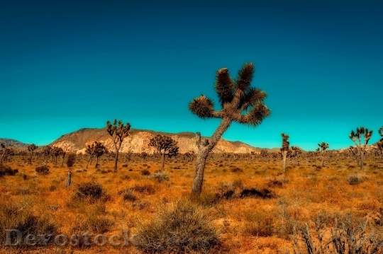 Devostock Desert beautiful image  (384)
