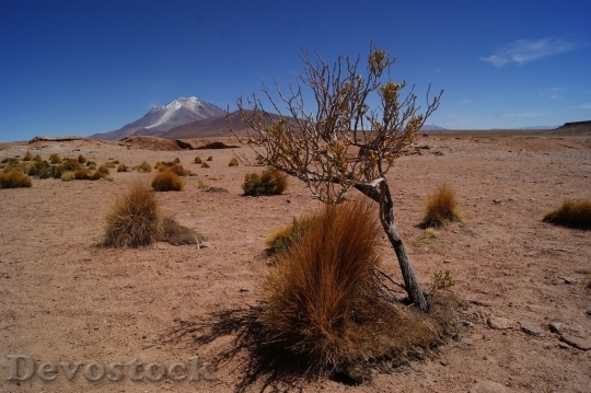Devostock Desert beautiful image  (385)