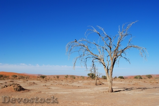 Devostock Desert beautiful image  (411)