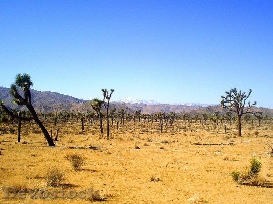 Devostock Desert beautiful image  (42)