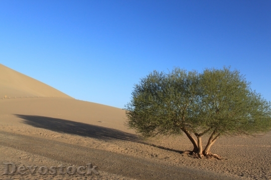 Devostock Desert beautiful image  (51)