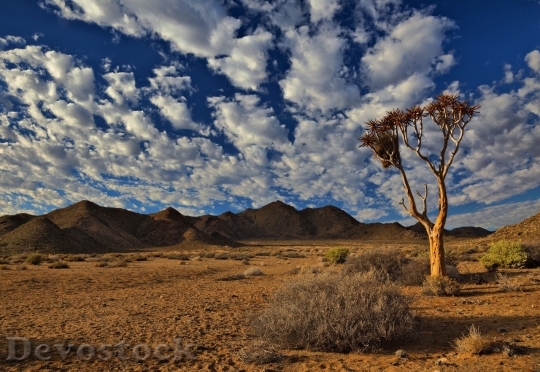 Devostock Desert beautiful image  (78)