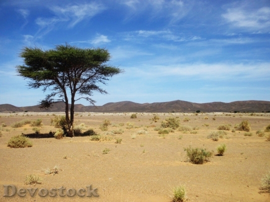 Devostock Desert beautiful image  (90)
