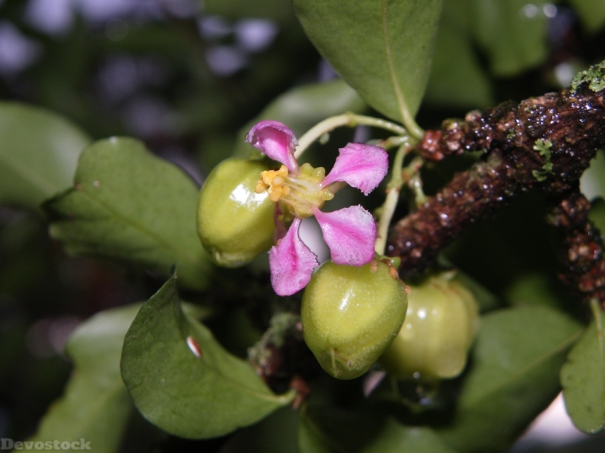Devostock Acelora Fruit Flowers Plants