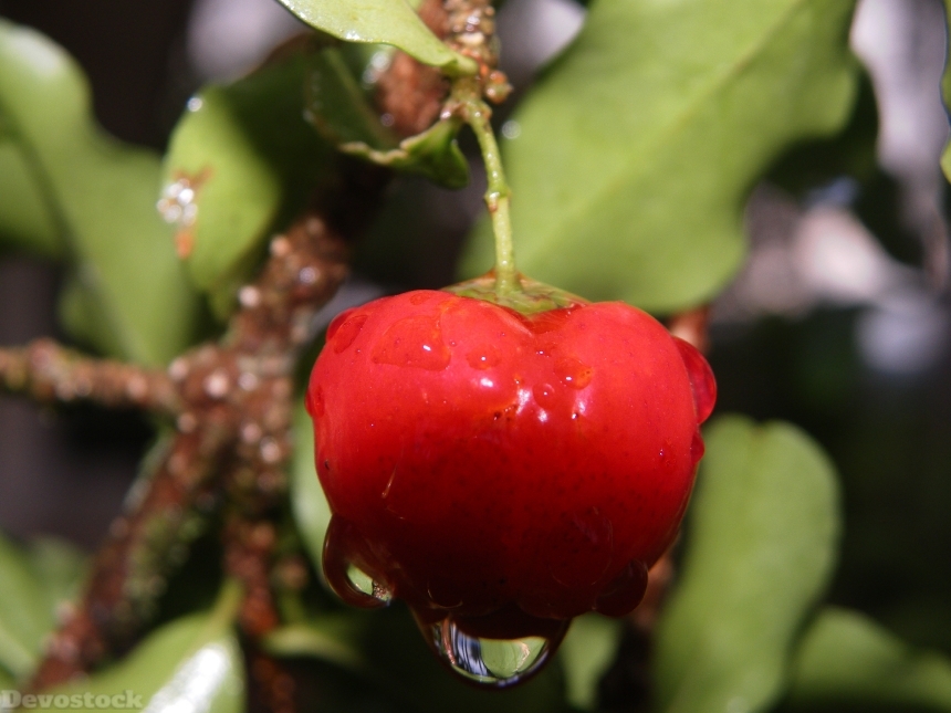 Devostock Acerola Fruit Red Nature 0