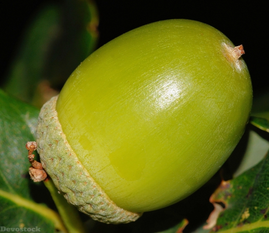 Devostock Acorn Fruit Green Immature