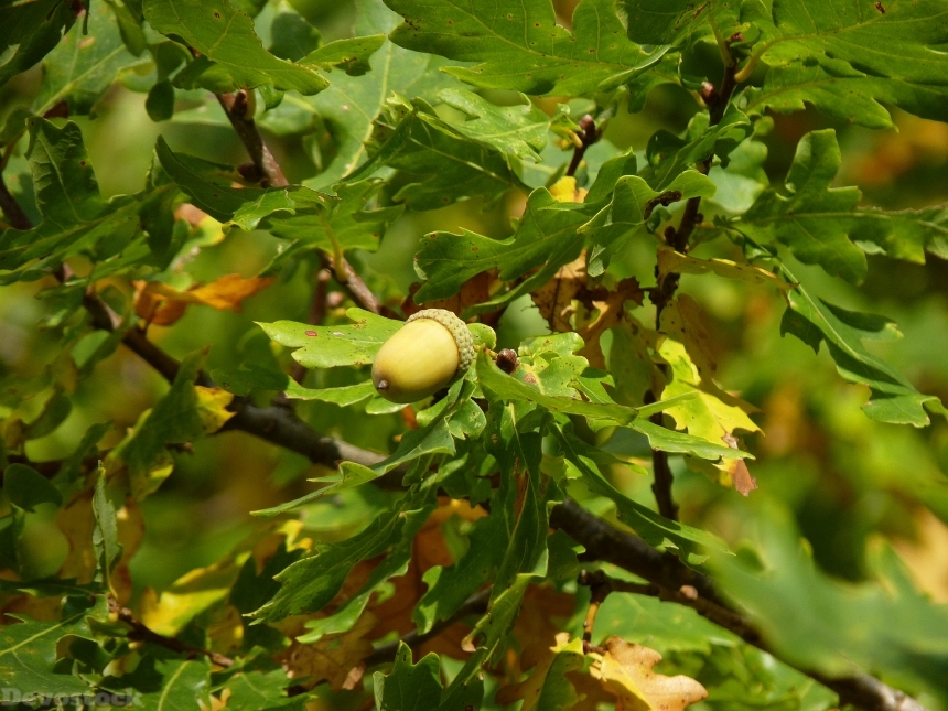 Devostock Acorn Leaves Tree Fruit