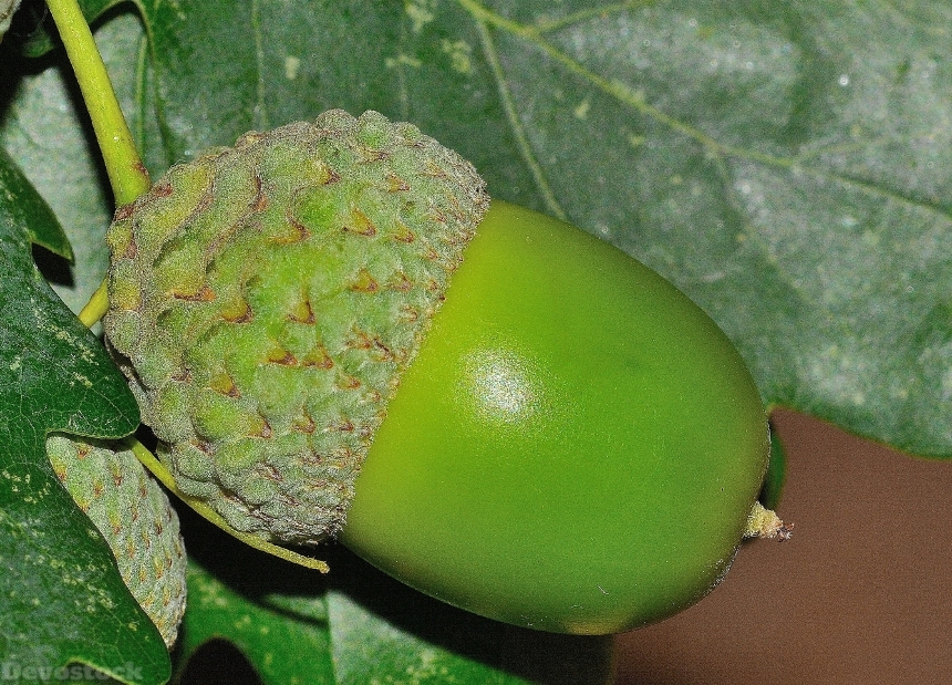 Devostock Acorn Nature Quercus Fruit