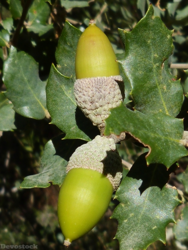 Devostock Acorns Encina Fruit Tree