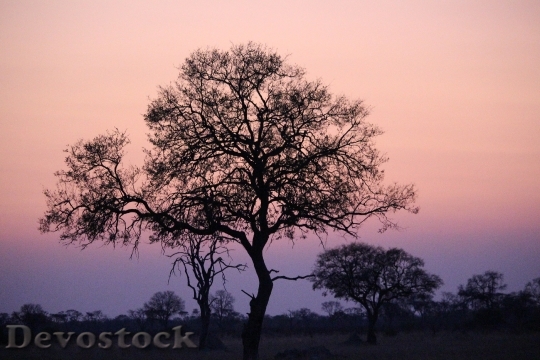 Devostock Africa Sunset Zimbabwe Wilderness