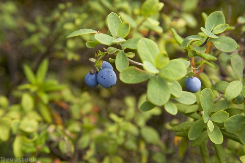 Devostock Alaskan Blueberry Branch Wild