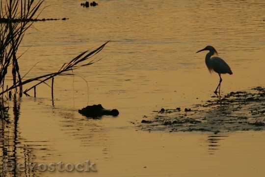 Devostock Alligator Bird Egret Wildlife