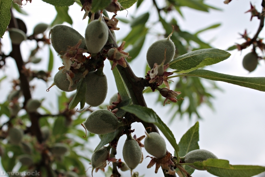 Devostock Almond Tree Fruit Almond
