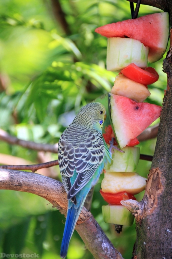 Devostock Animal Bird Fruit Budgie