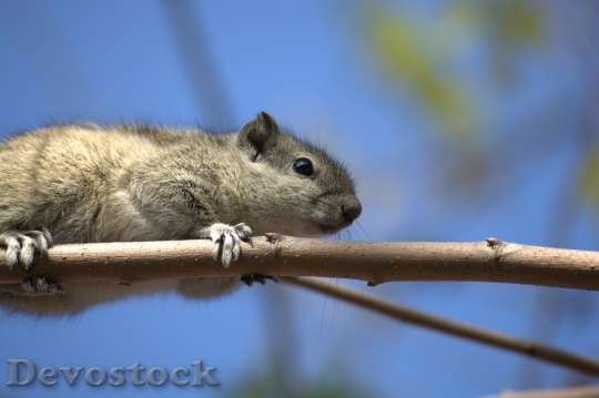 Devostock Animal Mammal Squirrel Cute